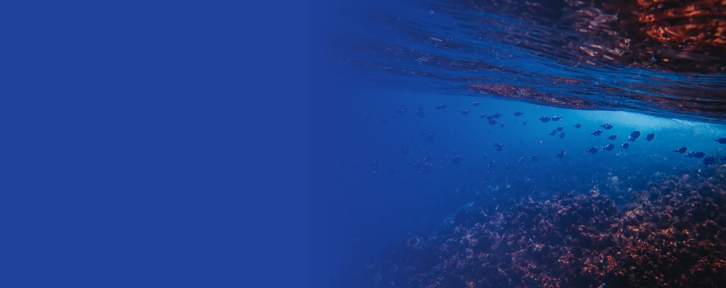 Catch of the <br><strong>Day</strong>